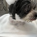 출장펫쌀롱 빙구네 이미지