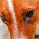 강아지이야기 이미지