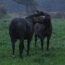 당곡목장 이미지