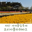 태안 세계튤립박람회 튤립축제 주말방문 후기
