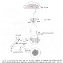 통증지각의 대뇌피질의 역할(Role Of The Cerebral Cortex In Pain Perception) 이미지