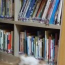 도서관앞 아기 고양이가 이미지
