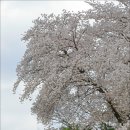 [동구] 대전의 숨은 벚꽃 명소인 판암근린공원 이미지