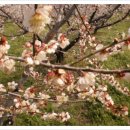 섬지뜰농장 이미지