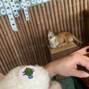 거북애견 이미지