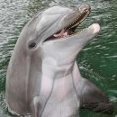 카할라 | 하와이 돌고래 체험 후기_카할라호텔 돌핀퀘스트 가격 및 예약방법