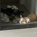 퍼피월드제주 이미지