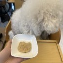 견우재 | [대전애견카페] ‘견우재’ 소제동 애견 야외 운동장&amp;펫스토랑 내돈내산 카페 후기