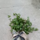 왕산농장 이미지