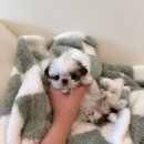 미유펫 강아지고양이 수원점 | 입양으로 달라진 집 안 분위기 이야기 🌈🐾 수원고양이분양 [독스캣 강아지입양 고양이분양 수원점] 후기