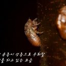 익선관 이미지