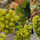 청학농장 이미지