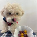 헬로우버디 이미지