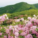 [(축제)] "전국 4월 봄꽃축제 일정" 이미지