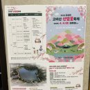 담양고등학교 | 담양 금성면 고비산 산벚꽃 축제 8살 6살과 함께 다녀온 후기