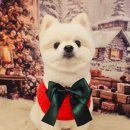 똥개언니 이미지