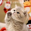 라온캣 잠실고양이분양 이미지