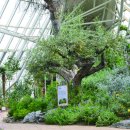 올리브나무 이미지