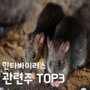 철원동물약품 | 한타바이러스 관련주 TOP3 분석 및 백신 예방 수칙 (치명률 50% 주의보)