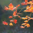 배내골사과정보화마을 이미지