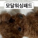 형제워싱 이미지