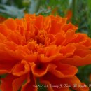 메리골드 이미지