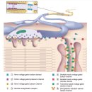 Structure and function of muscle fibers and motor units - 캠브리지 대학 교과서 이미지