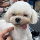 멍데이즈 이미지