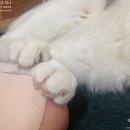 망원동 상실이네+1605 발목골절수술 875일, 핀제거수술 348일 등잔밑이 어두웠네~! 책이음서비스 신청!