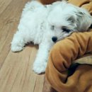 애기PC 이미지