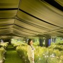 제일렌트카 | 제주 렌트카 할인 제주공항렌트카 후기 카모아