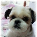 차돌이네
