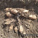 무주천마농장 이미지