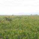 광동농장 이미지