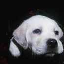 똥강아지 이미지