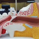 복음보청기 강서센터 이미지