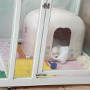 오늘머랭
