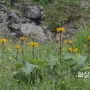 백두산화원 이미지