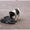 아지야 놀자 이미지