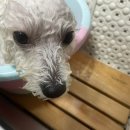 댕이발소 이미지