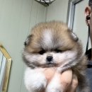 슈팅가이 켄넬 이미지