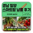 (주)에스제이팜 | 🌱딸기 초반 생육 관리 포인트 🍓 딸기 몸체를 먼저 키워야 하는 이유 (밀양 스마트팜 후기)