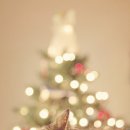 냥이와 양이 이미지