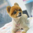 장화신은 고양이 & 강아지 미용 이미지