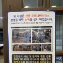 이레싱싱야채