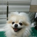 육호애견