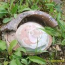 서리상반고려백자요지 이미지