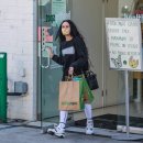 윌리스펫 이미지