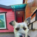 애견동반 멍멍아노올자 이미지