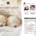 잘살개(J·DOG) 이미지